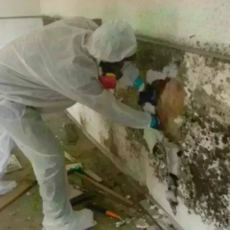 Mold Remediation and Removal in Mansfield, MO